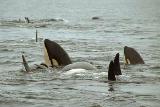 orca pod